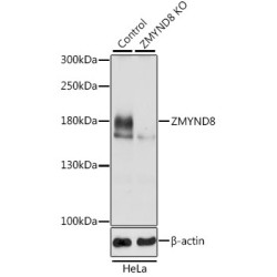 [KO Validated] ZMYND8 Rabbit pAb
