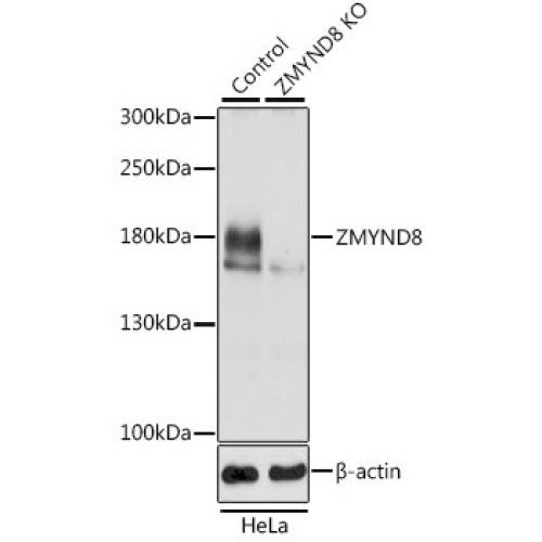 [KO Validated] ZMYND8 Rabbit pAb