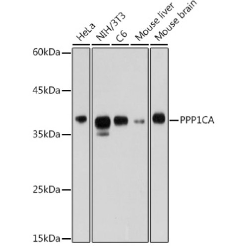 PPP1CA Rabbit pAb