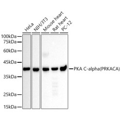 [KD Validated] PKA C-alpha (PRKACA) Mouse mAb