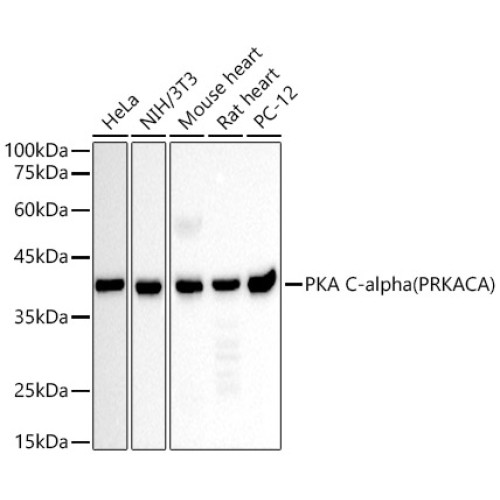 [KD Validated] PKA C-alpha (PRKACA) Mouse mAb