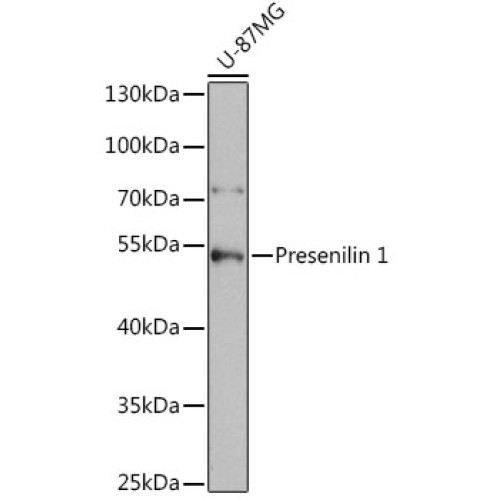 Presenilin 1 Rabbit pAb