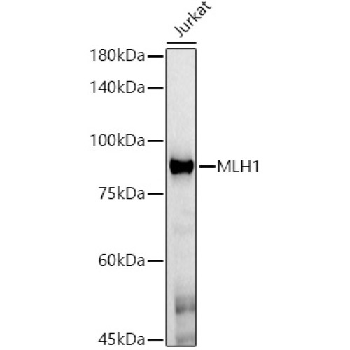 [KO Validated] MLH1 Mouse mAb