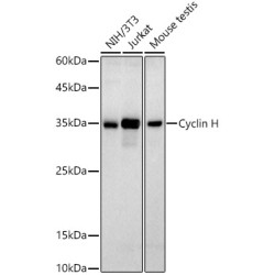 Cyclin H Rabbit mAb