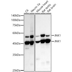 [KD Validated] JNK1 Rabbit mAb