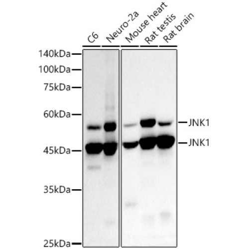 [KD Validated] JNK1 Rabbit mAb