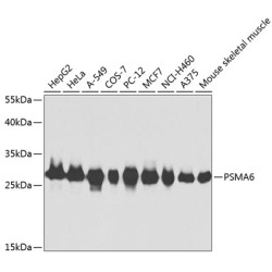PSMA6 Rabbit pAb