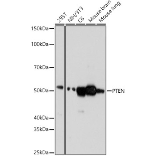 PTEN Rabbit mAb