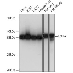 LDHA Rabbit mAb