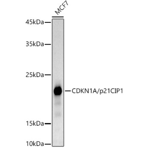 CDKN1A/p21CIP1 Rabbit mAb