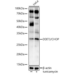 [KO Validated] DDIT3/CHOP Rabbit mAb