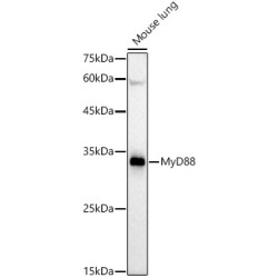 MyD88 Rabbit mAb