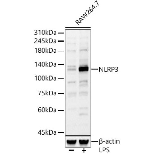 NLRP3 Rabbit pAb