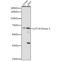 p70 S6 Kinase 1 Rabbit pAb