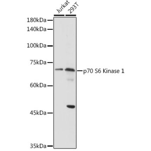 p70 S6 Kinase 1 Rabbit pAb
