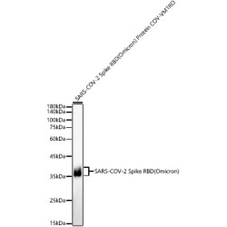 SARS-COV-2 Spike RBD(Omicron) Protein pAb