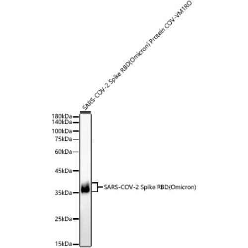SARS-COV-2 Spike RBD(Omicron) Protein pAb