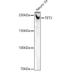 TET3 Rabbit mAb