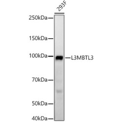 L3MBTL3 Rabbit mAb