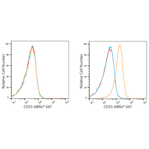 ABflo® 647 Rabbit anti-Human CD55 mAb