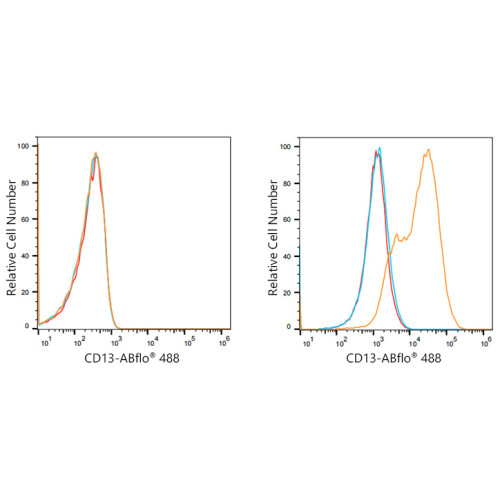 ABflo® 488 Rabbit anti-Human CD13/ANPEP mAb