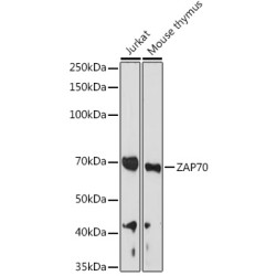ZAP70 Rabbit pAb