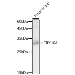 TIFY10A Rabbit pAb