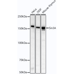 Sin3A Rabbit mAb