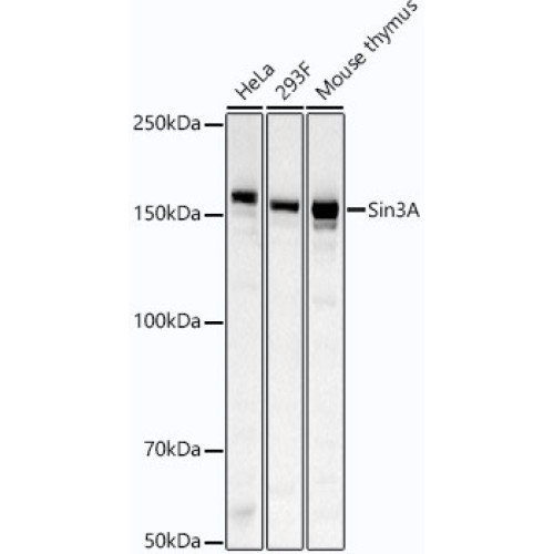 Sin3A Rabbit mAb