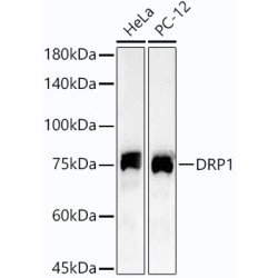 DRP1 Rabbit mAb