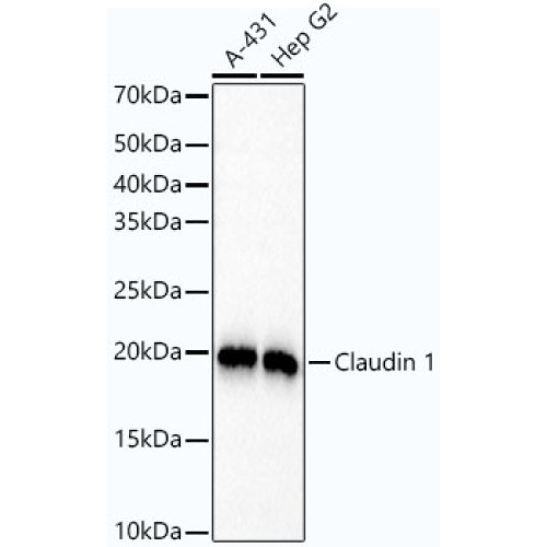 [KO Validated] Claudin 1 Rabbit mAb