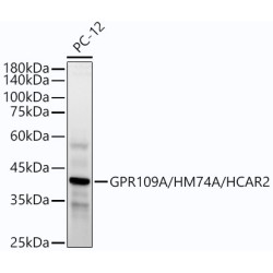 GPR109A/HM74A/HCAR2 Rabbit mAb