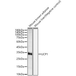 UCP1 Rabbit mAb