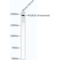 POLR2A (N-terminal) Rabbit mAb