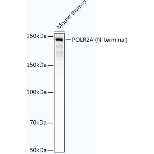 POLR2A (N-terminal) Rabbit mAb
