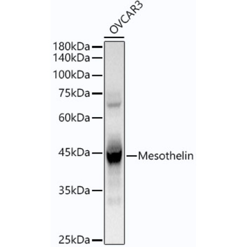 Mesothelin Rabbit mAb