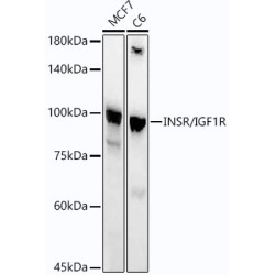 INSR/IGF1R Rabbit mAb