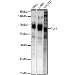 TLK1 Rabbit pAb