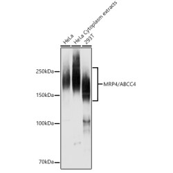 MRP4/ABCC4 Rabbit pAb
