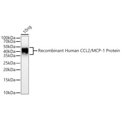 CCL2/MCP-1 Rabbit pAb