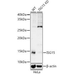 [KD Validated] ISG15 Rabbit pAb