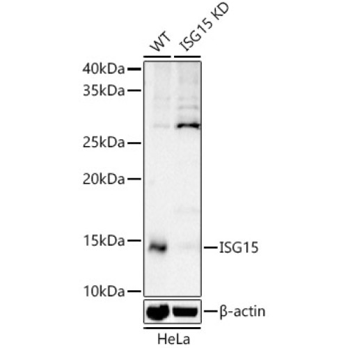 [KD Validated] ISG15 Rabbit pAb