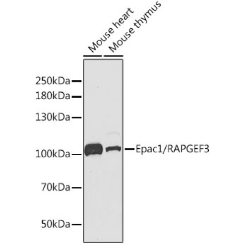 Epac1/RAPGEF3 Rabbit pAb