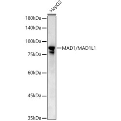 [KD Validated] MAD1/MAD1L1 Rabbit pAb