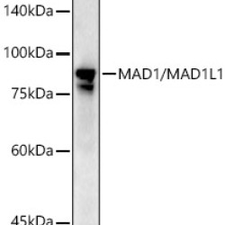 [KD Validated] MAD1/MAD1L1 Rabbit pAb