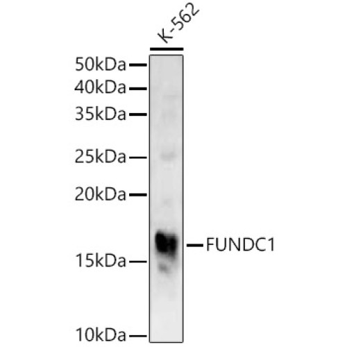 FUNDC1 Rabbit pAb
