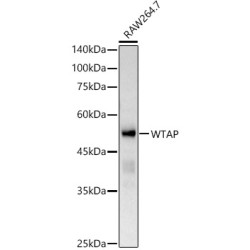 WTAP Rabbit pAb