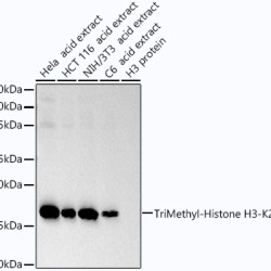 TriMethyl-Histone H3-K27 Rabbit mAb