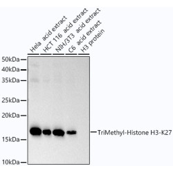 TriMethyl-Histone H3-K27 Rabbit mAb