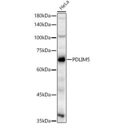 PDLIM5 Rabbit pAb